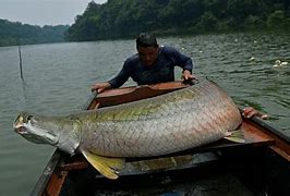 Mancing Ikan Besar Di Sungai Amazon